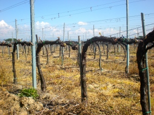 Vines in Umbria, at Lamborghini.